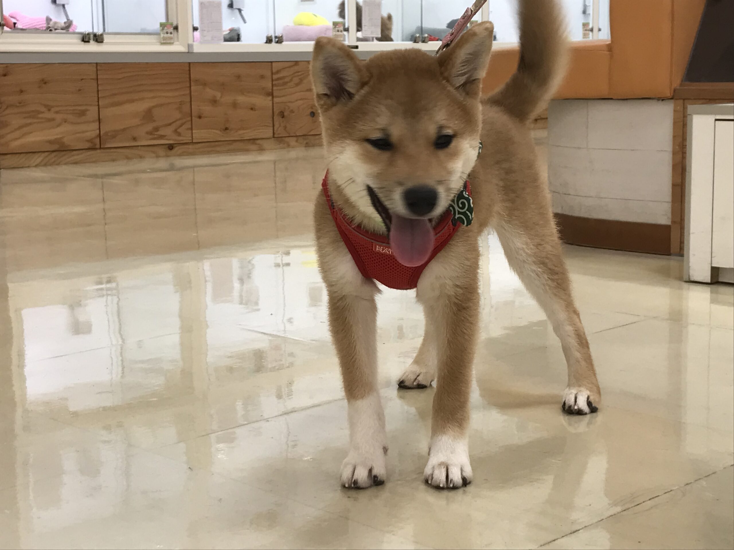お散歩犬ともうすぐお散歩犬！！