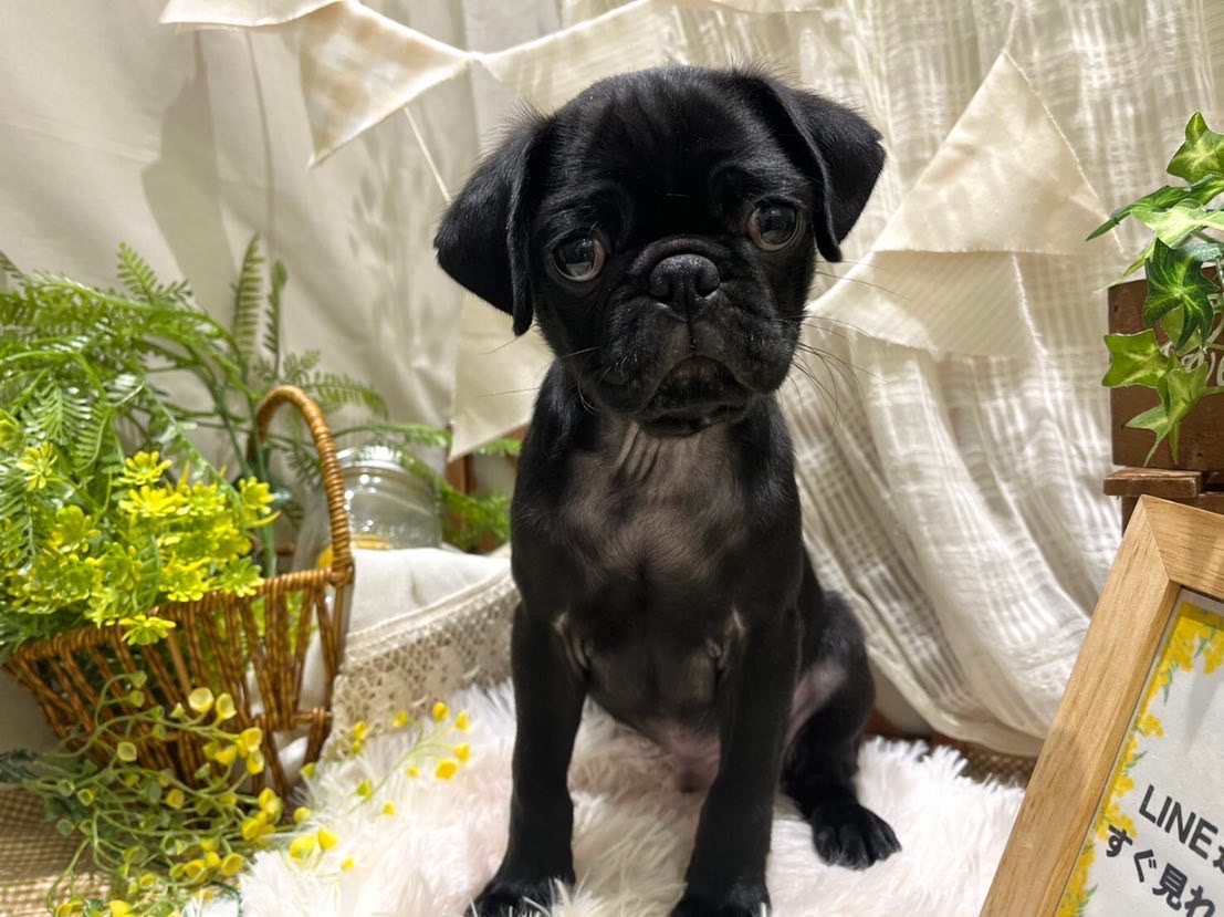 ✨🐶おすすめ犬バトンタッチ🐱✨