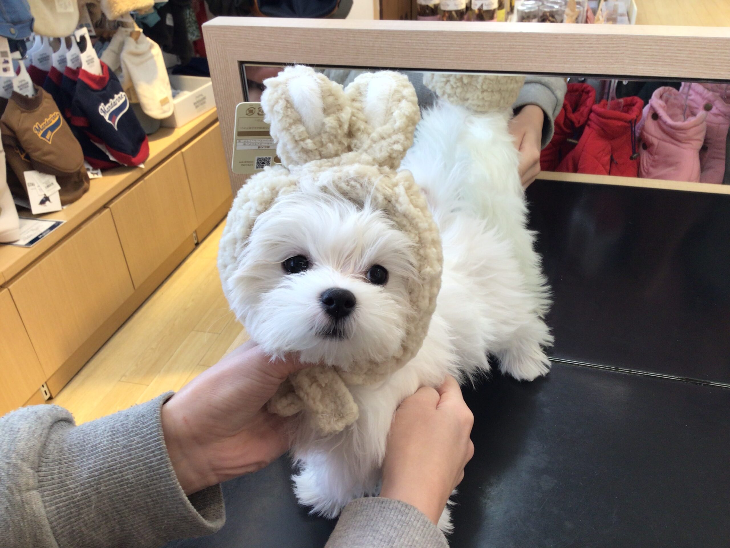 ウサギさんになりました🐇💛