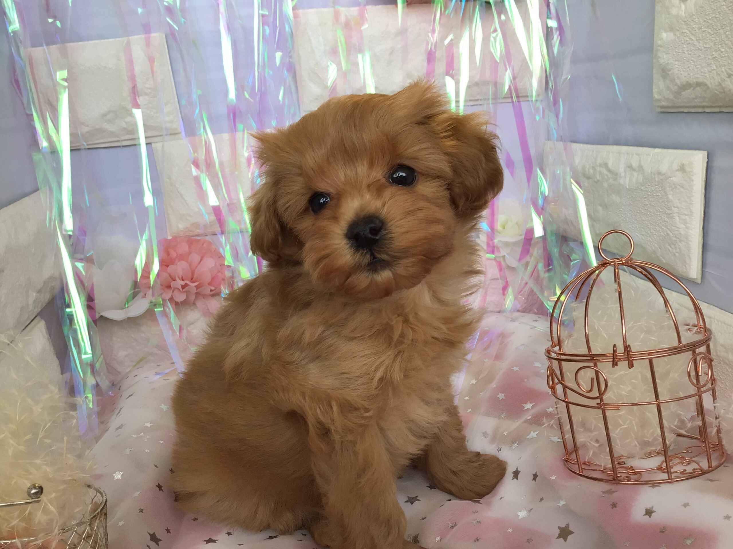 💛とっても可愛い新入りおチビちゃん達💛
