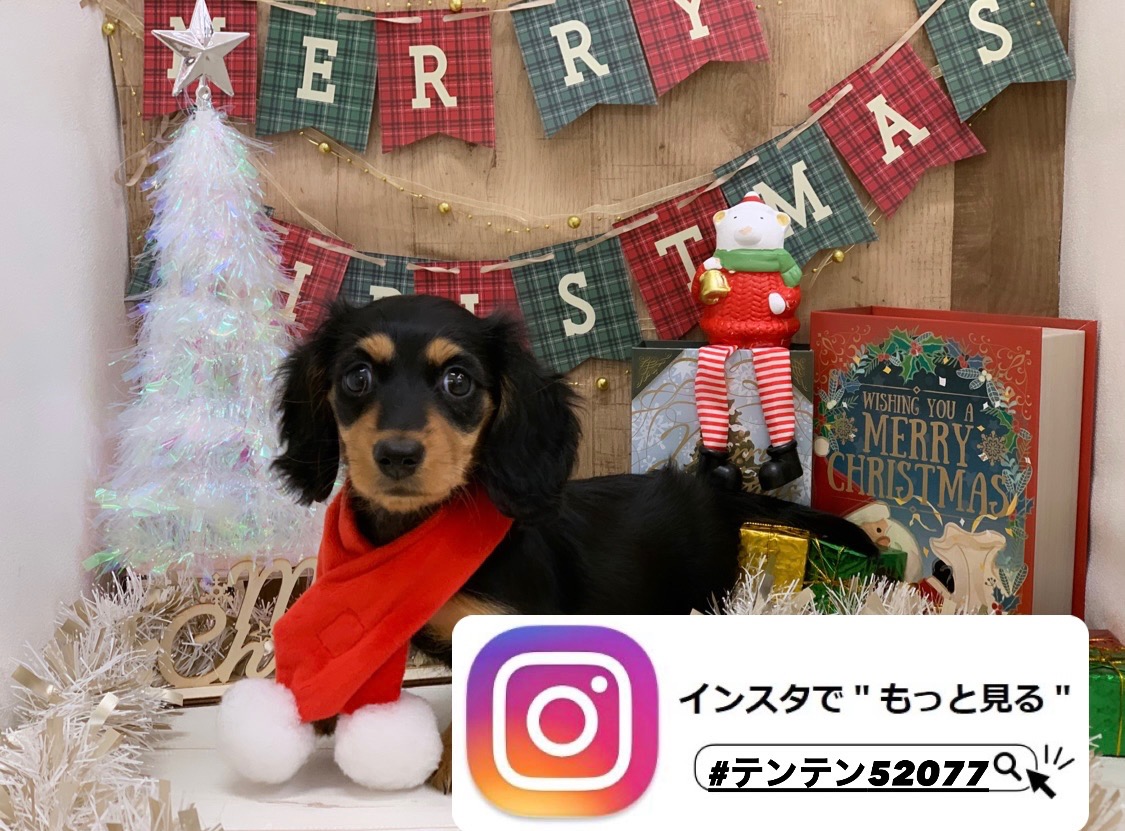 オススメ犬チェ～ンジ✨