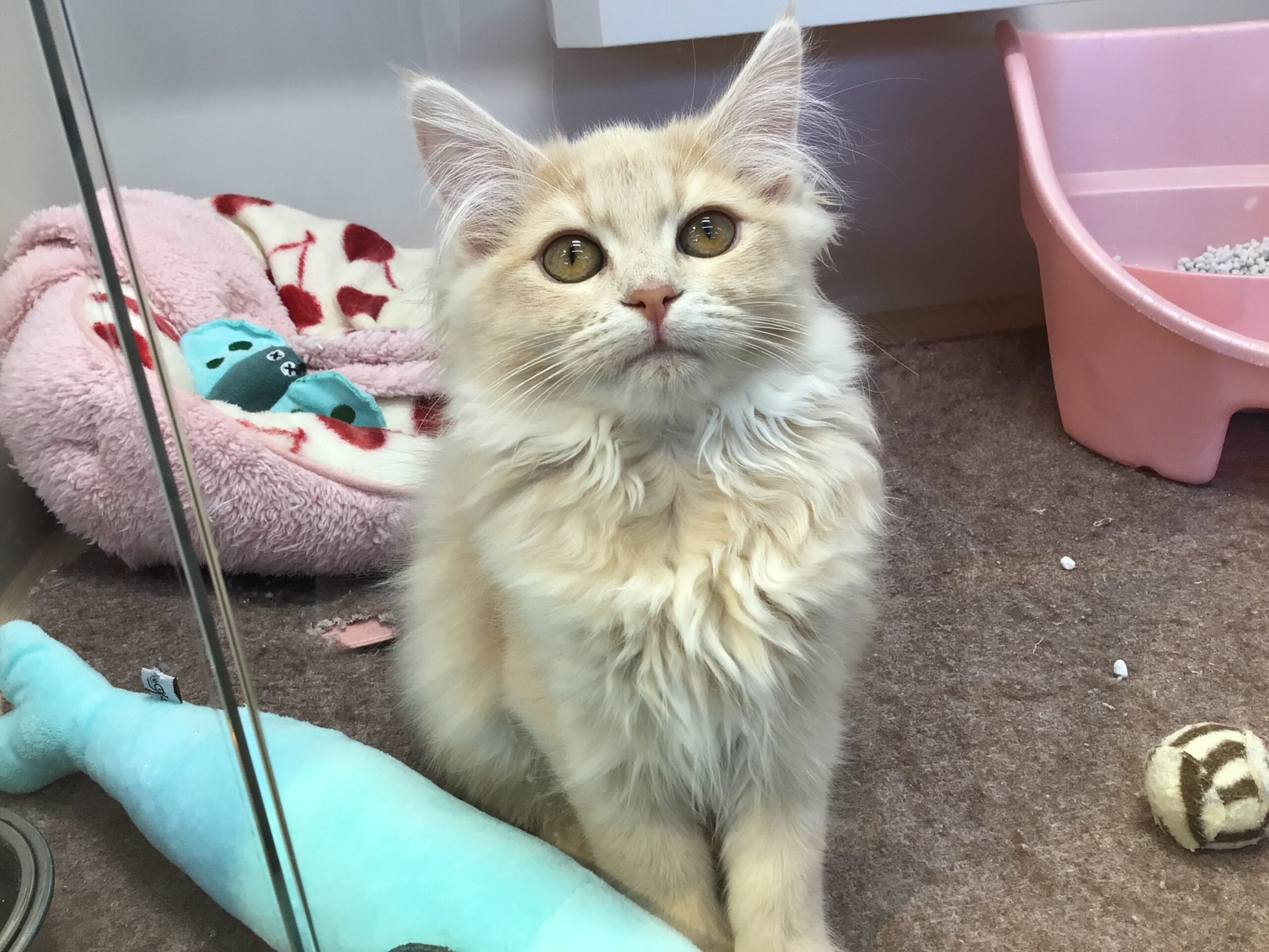 お美しいミヌさん😻