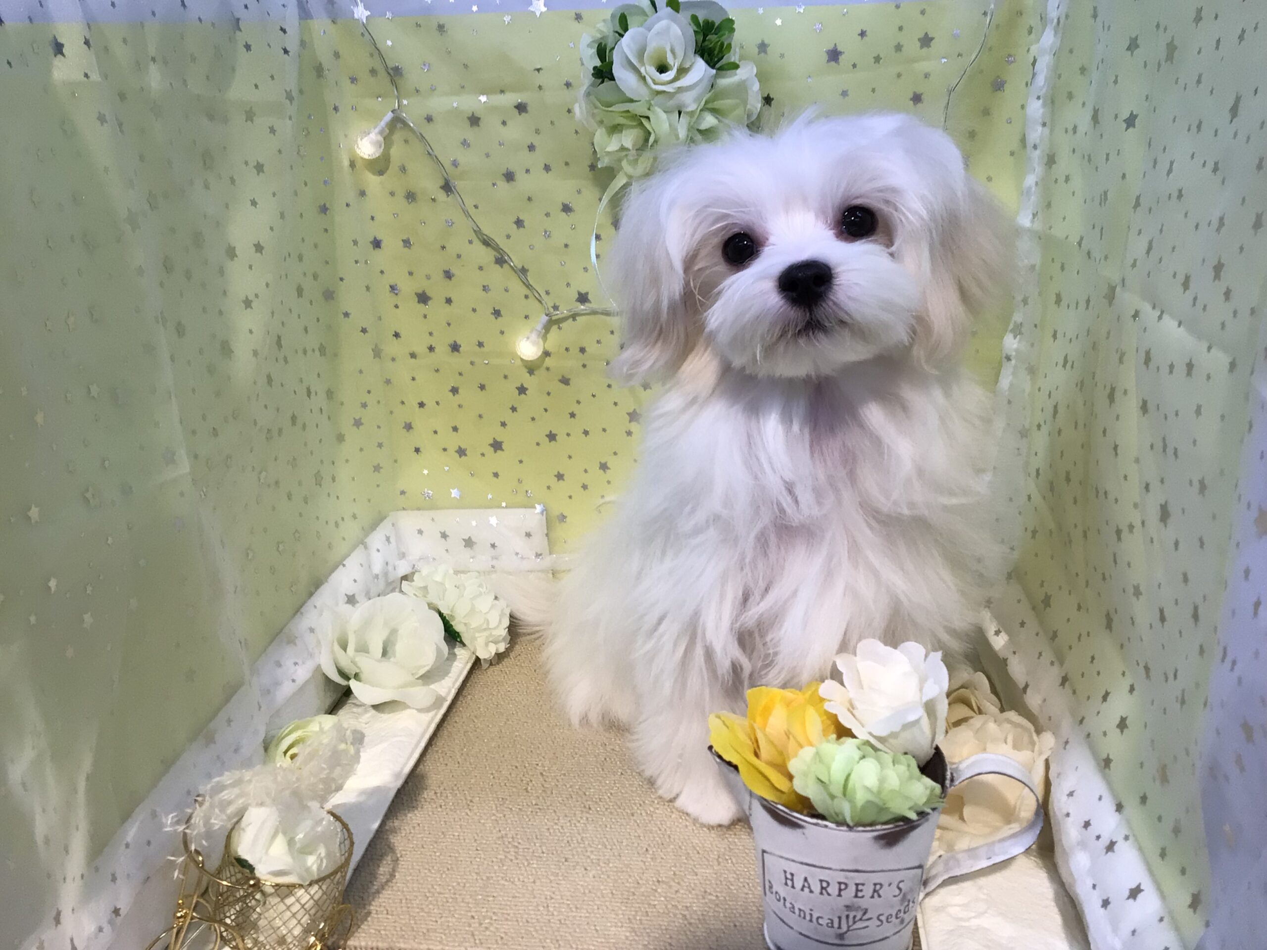 💛福住店の人気者とっても可愛いまーちゃん💛