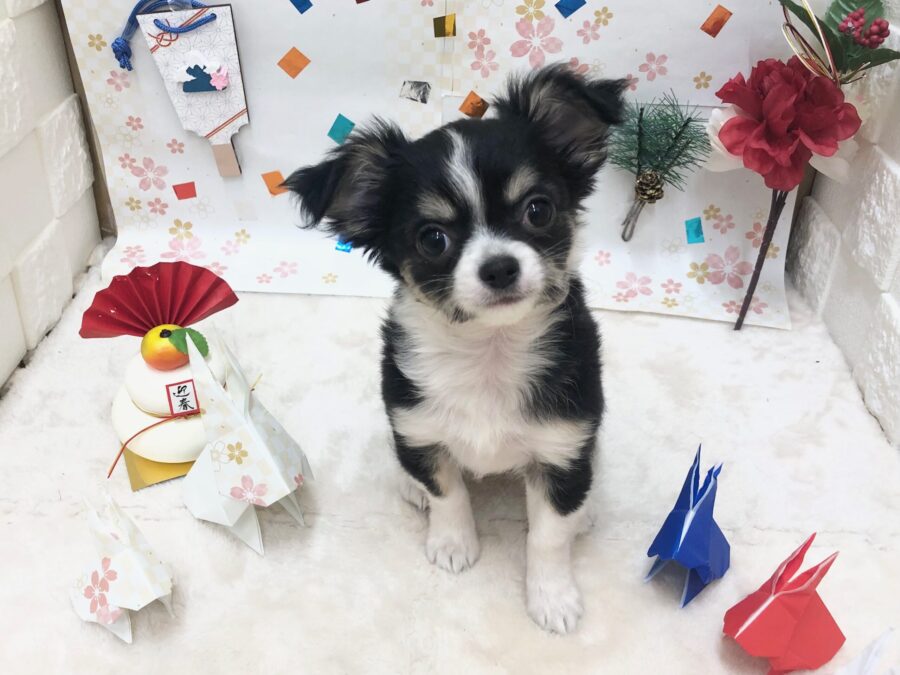 ☆New Face・おすすめ商品のご案内☆