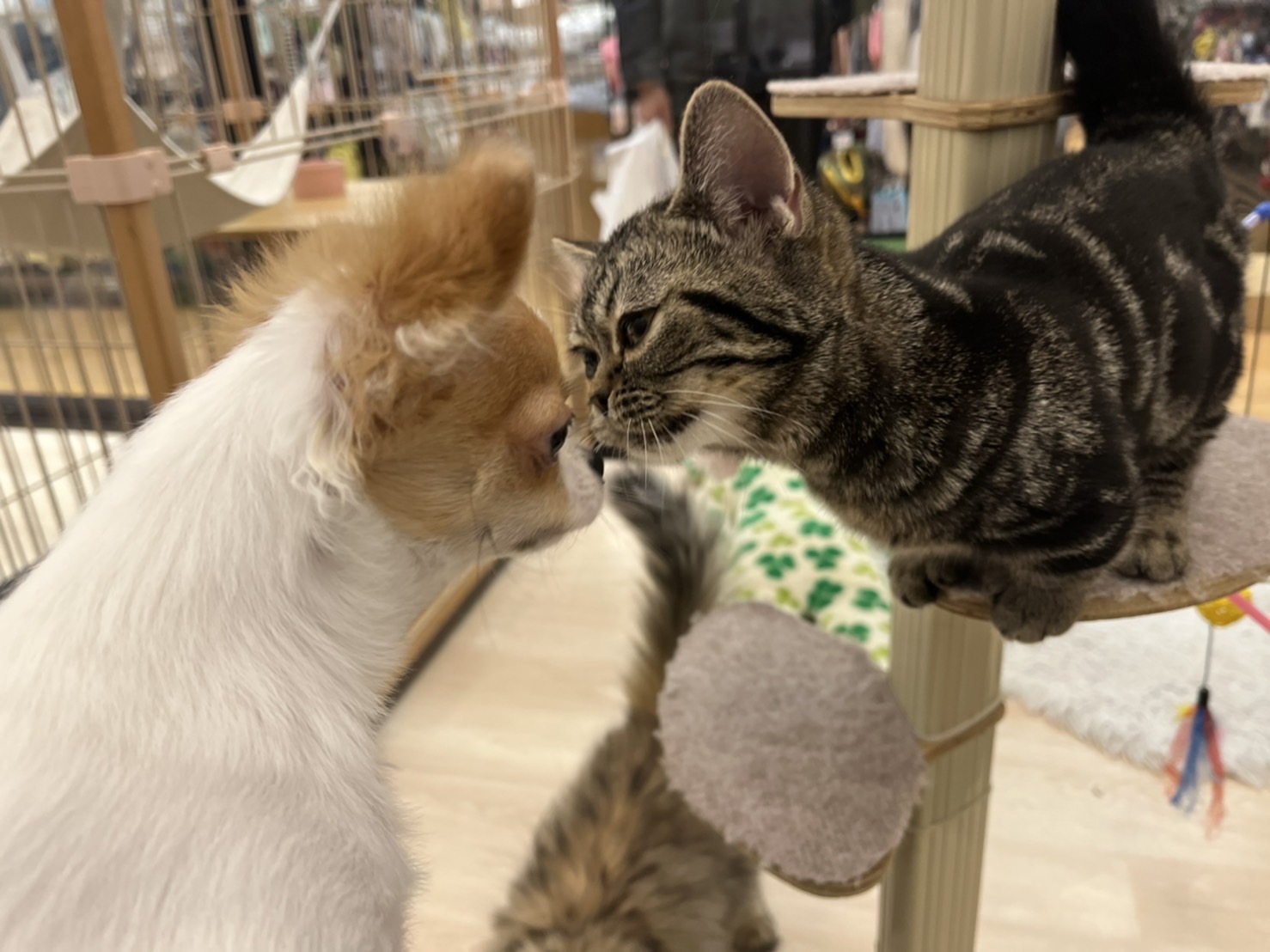 とても仲良しなんです！🐶💕🐱