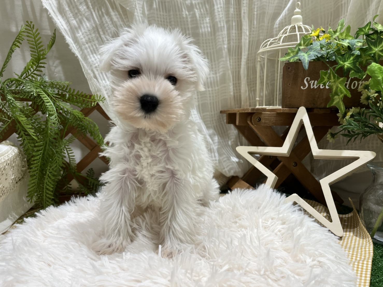 ✨🐶おすすめ犬バトンタッチ🐱✨