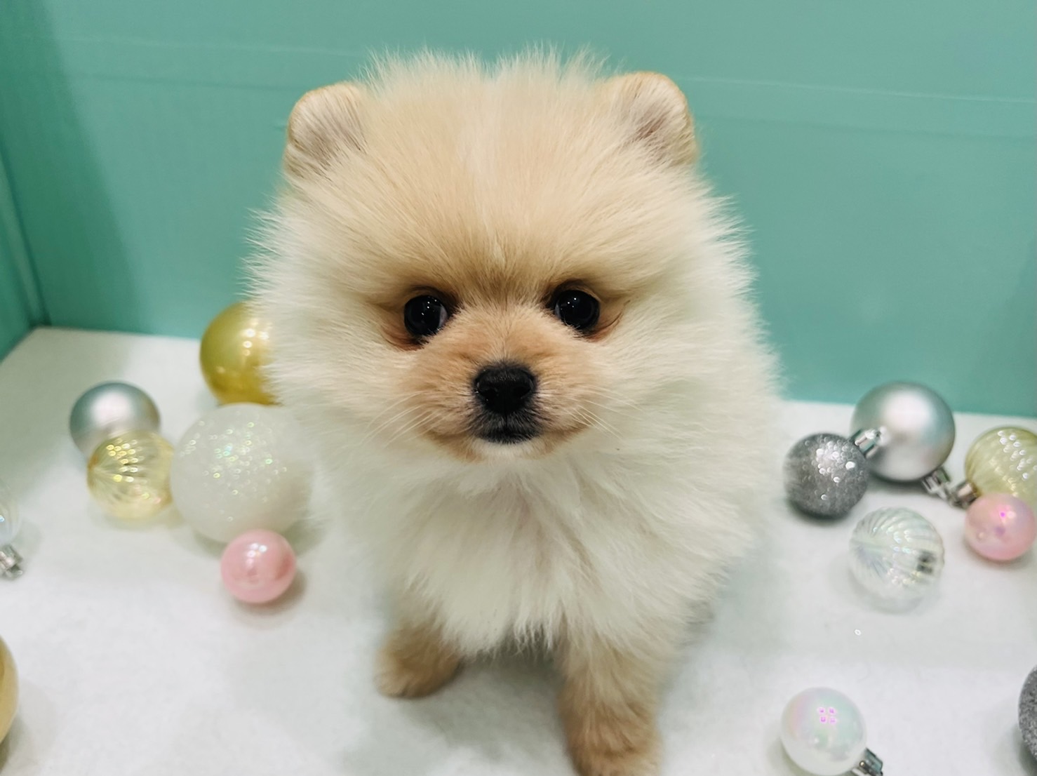 おすすめ犬のご紹介☆
