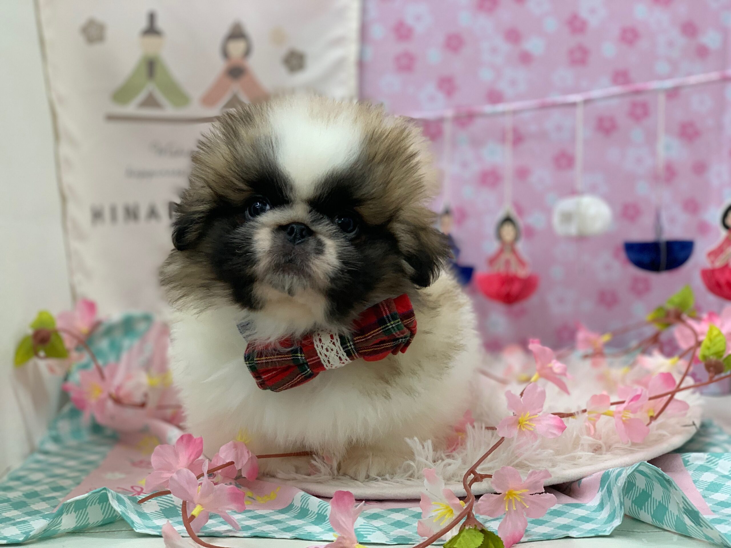 オススメ犬チェーンジ☆