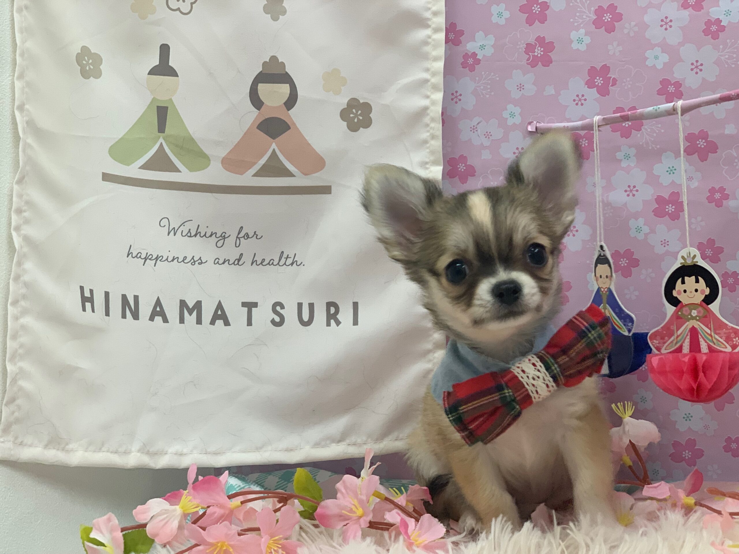 新入りちゃん達のご紹介♡