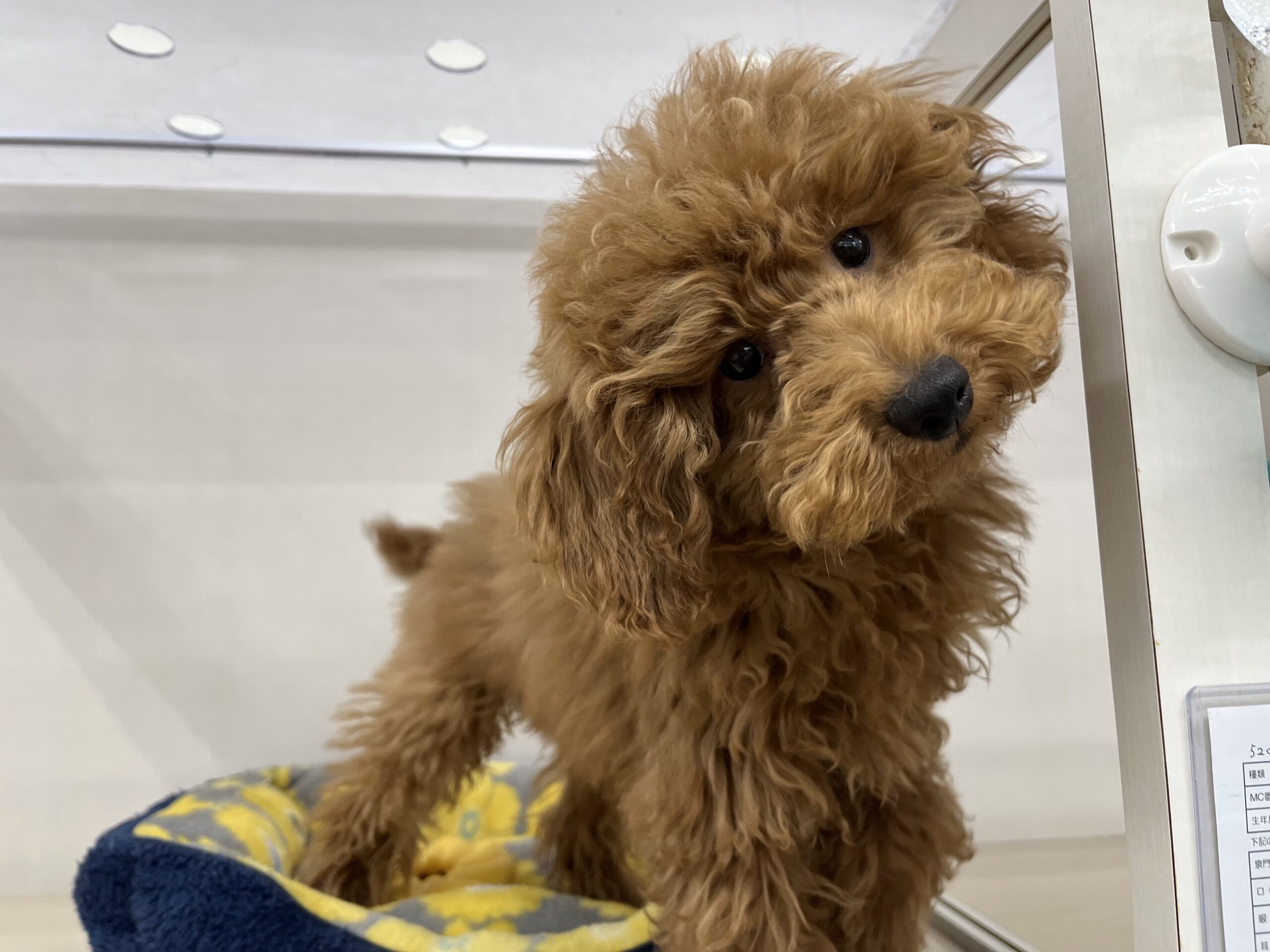 ＊可愛いわん’ｓをご紹介＊