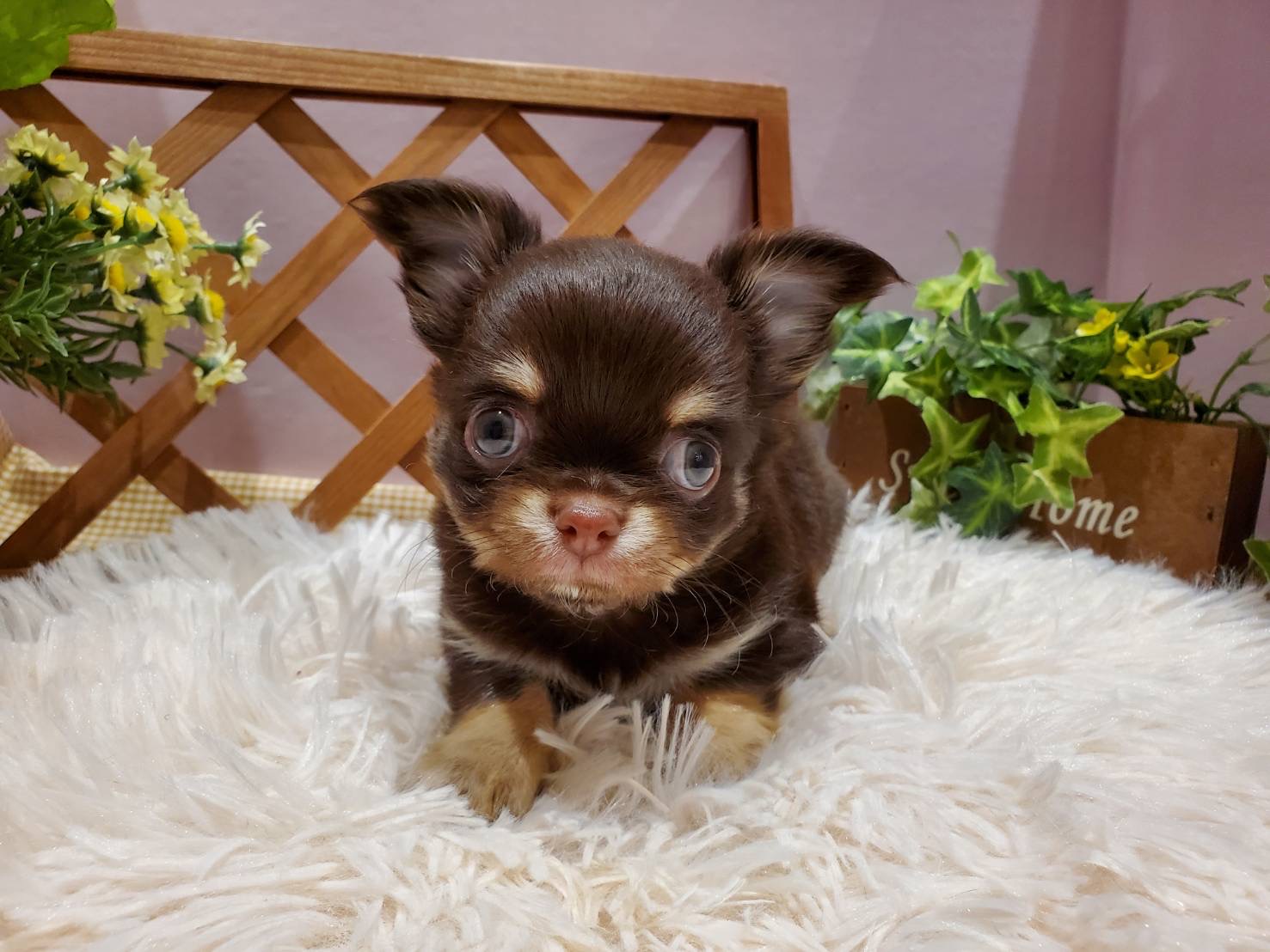 🐶🐱NEW  FACE🐶🐱
