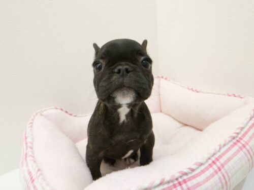 名寄店おすすめ犬ご紹介!