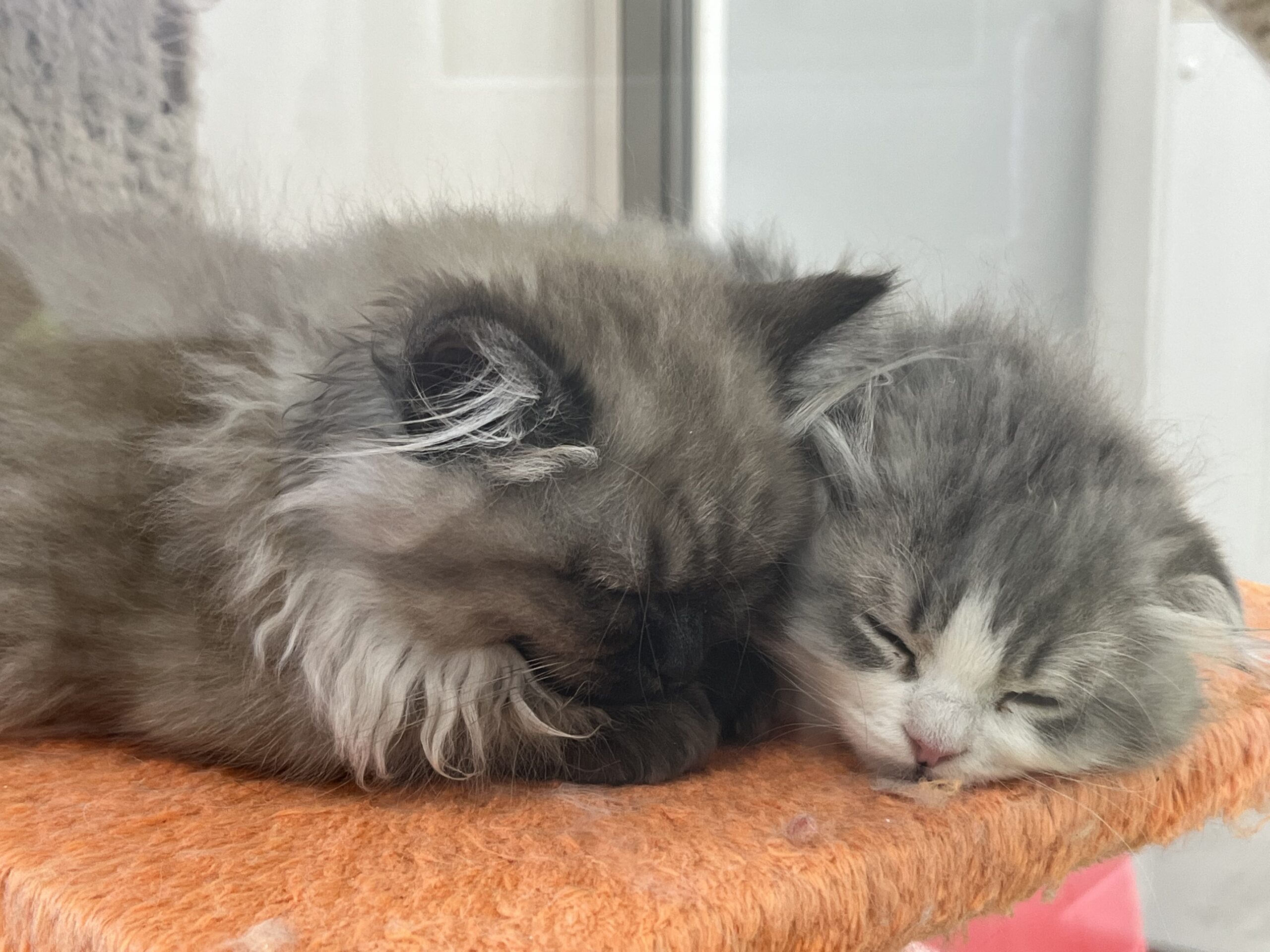 ＊にゃんこ′ｓをご紹介＊