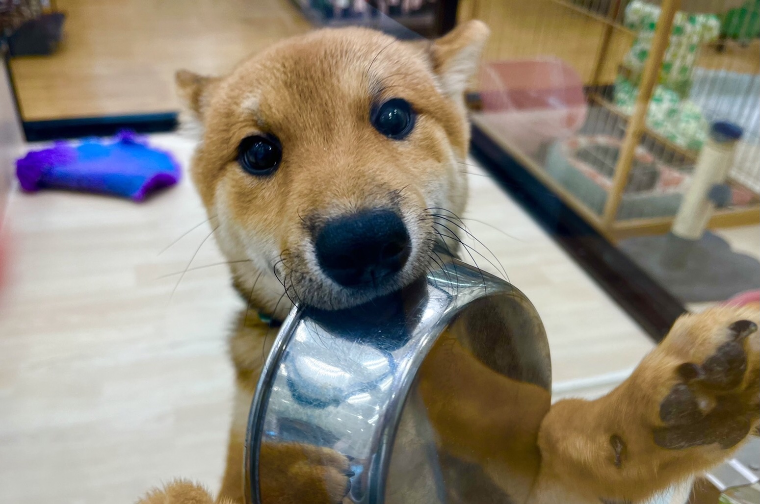柴ちゃんの１日🐶♬♪✨