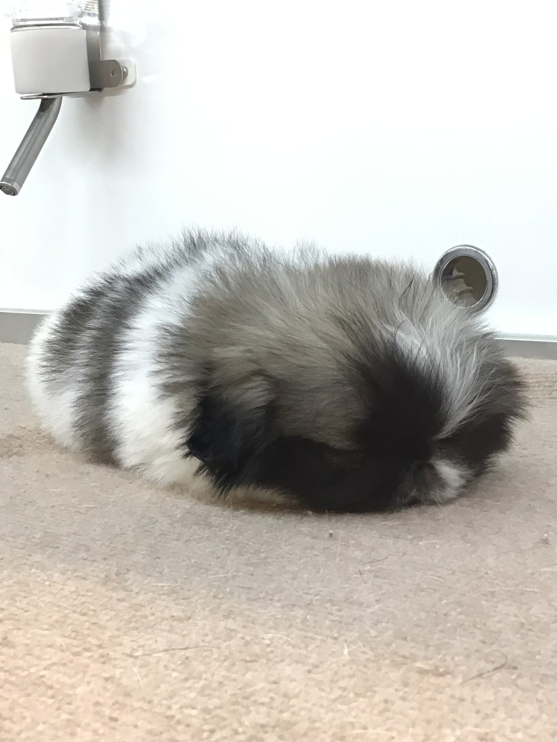 ☆おすすめ犬発表☆