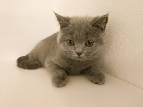 ☆GWおすすめワンちゃんネコちゃん☆