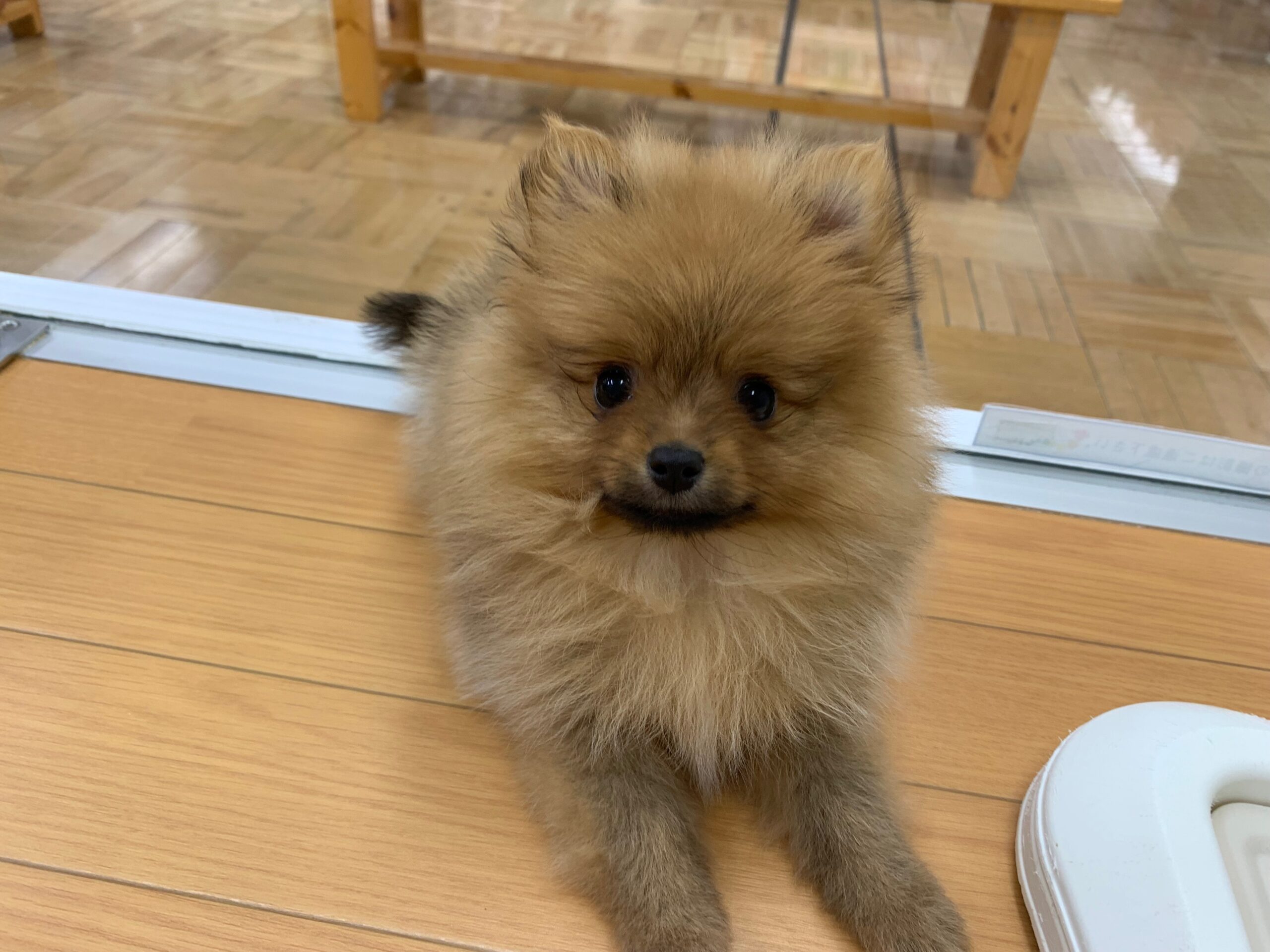 ☁モフモフ犬の登場です☁