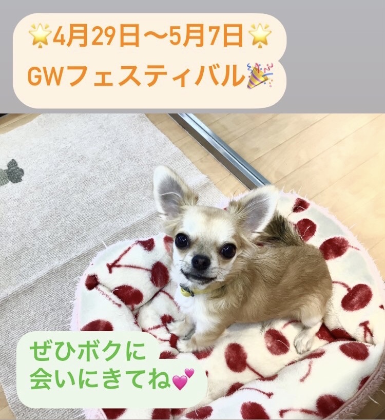 🌟４月２９日～５月７日まで❕❕GWフェスティバル開催🌟