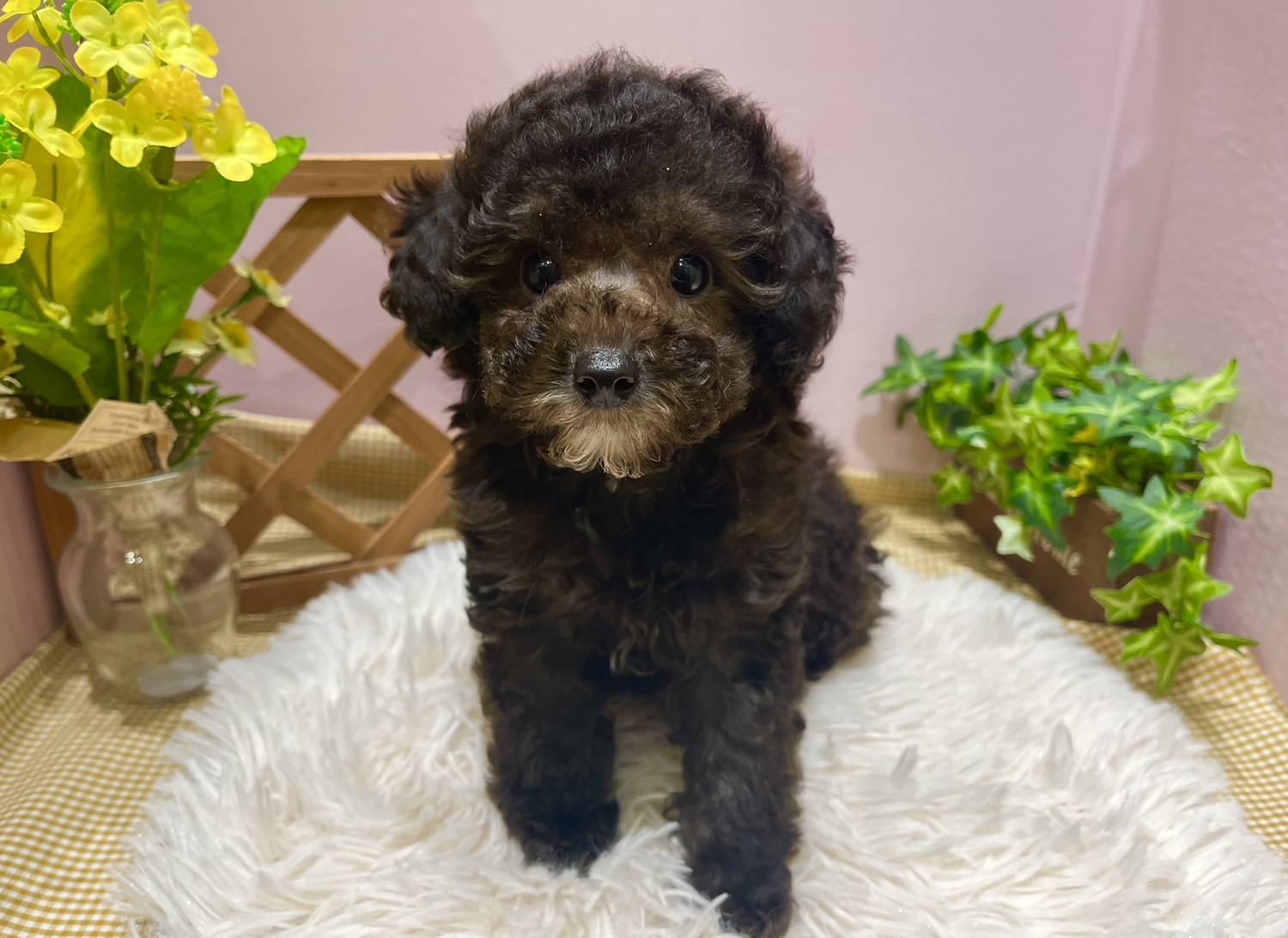 ✨🐶NEW FACE🐱✨
