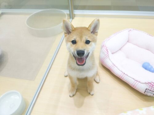 おすすめワンちゃんご紹介！
