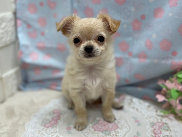 ♡NEW おすすめ犬♡