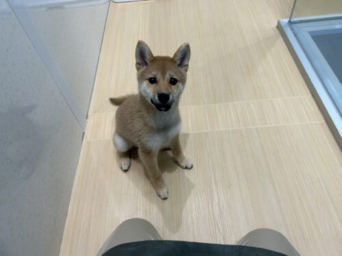 おすすめワンちゃんご紹介2！