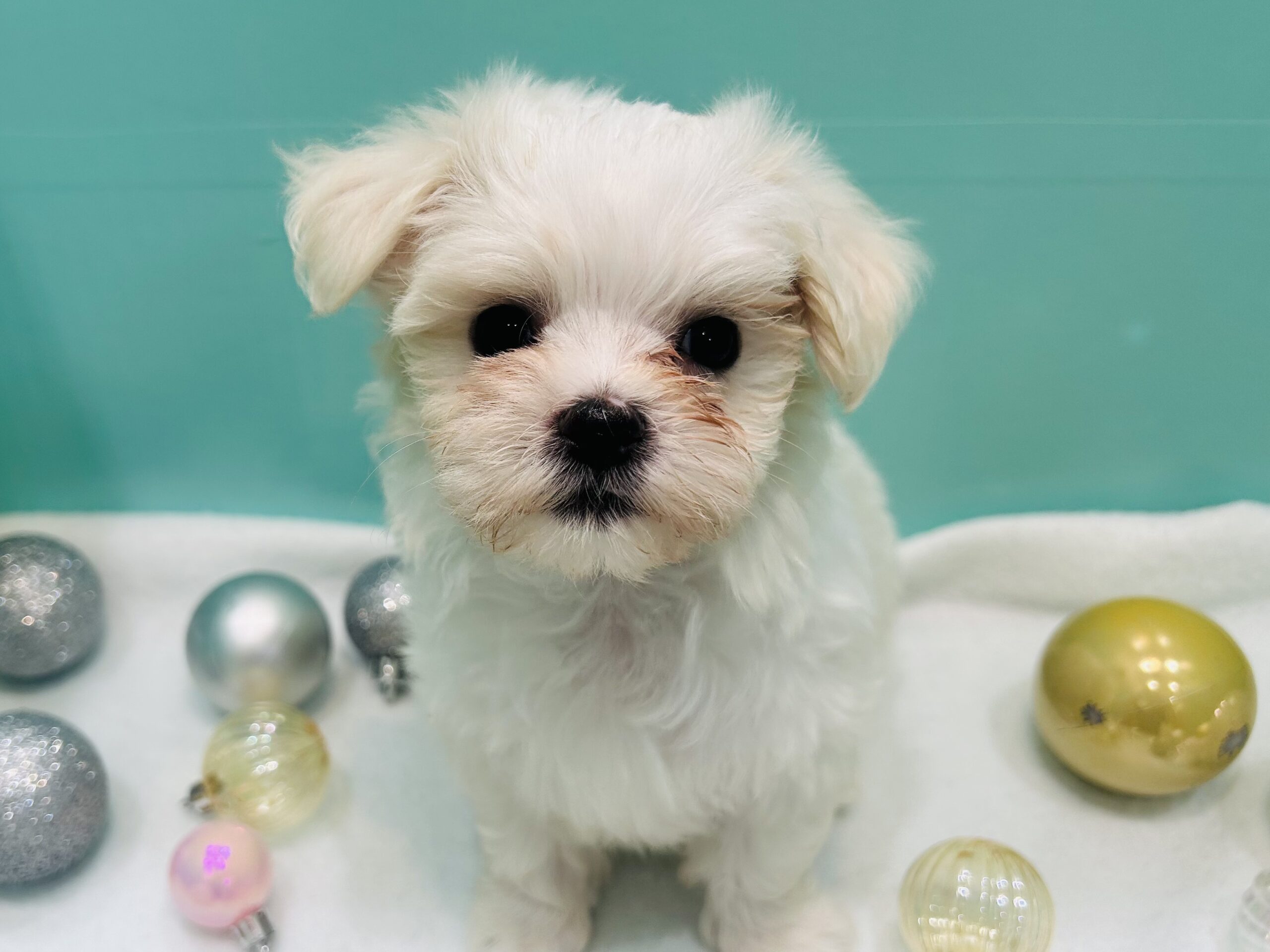 おすすめ犬紹介☆