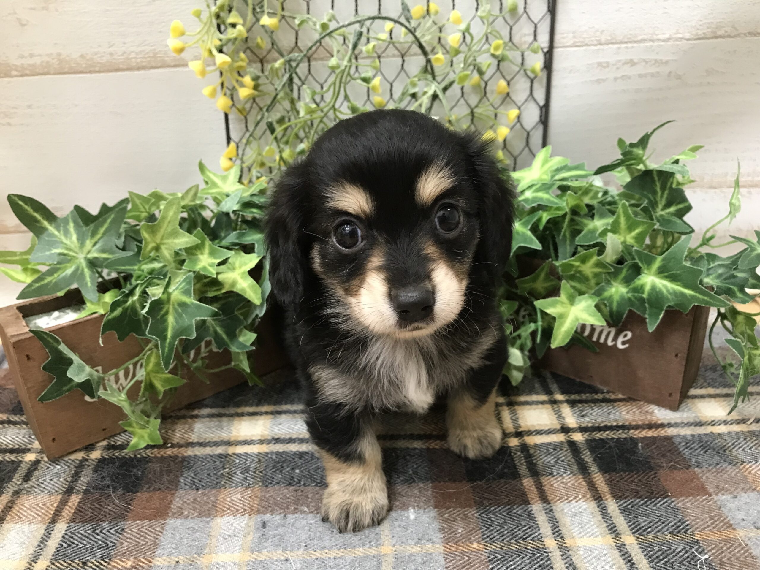 🌼MIX🐶紹介🌼