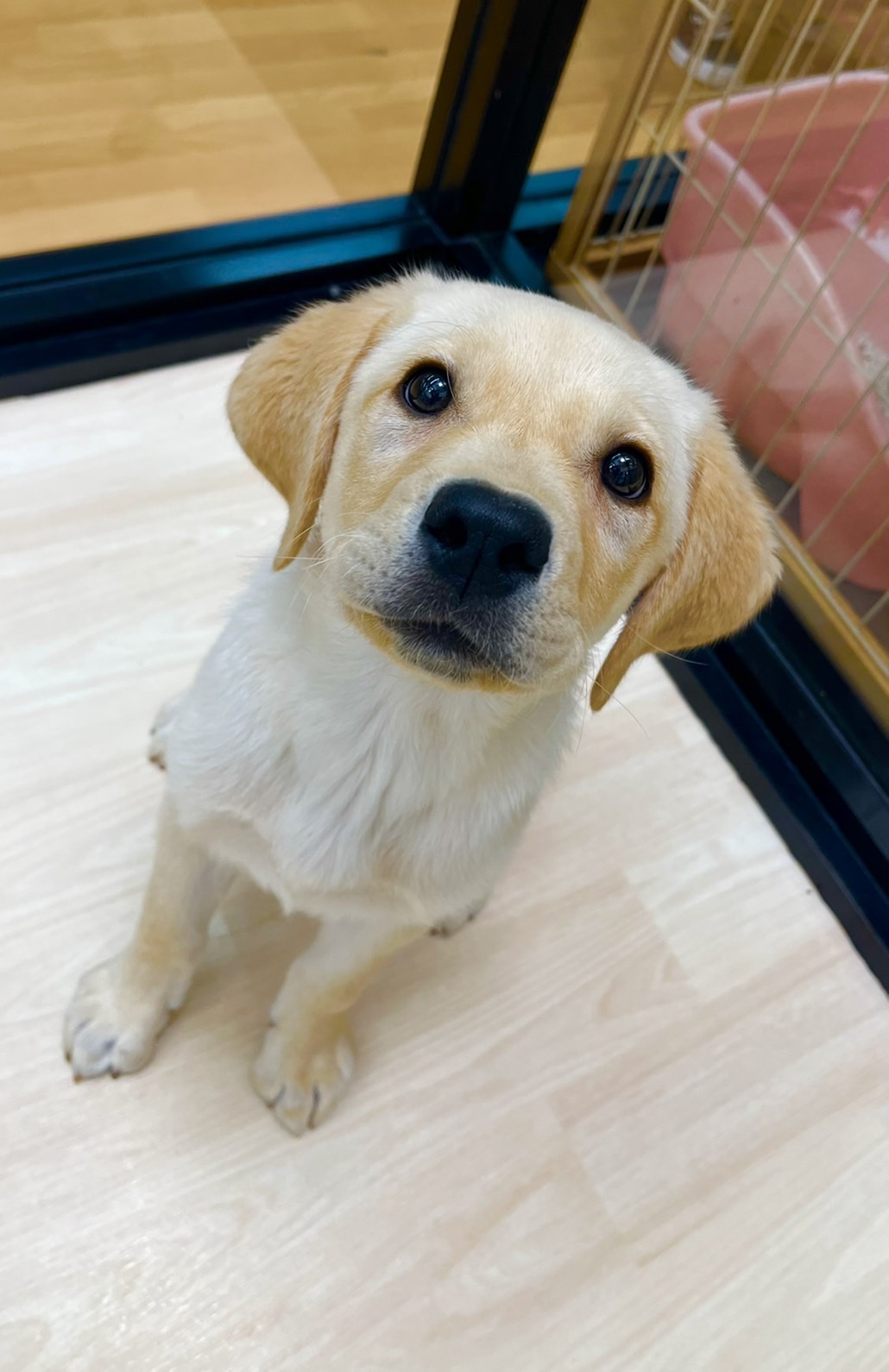 ラブちゃんの1日🐶✨