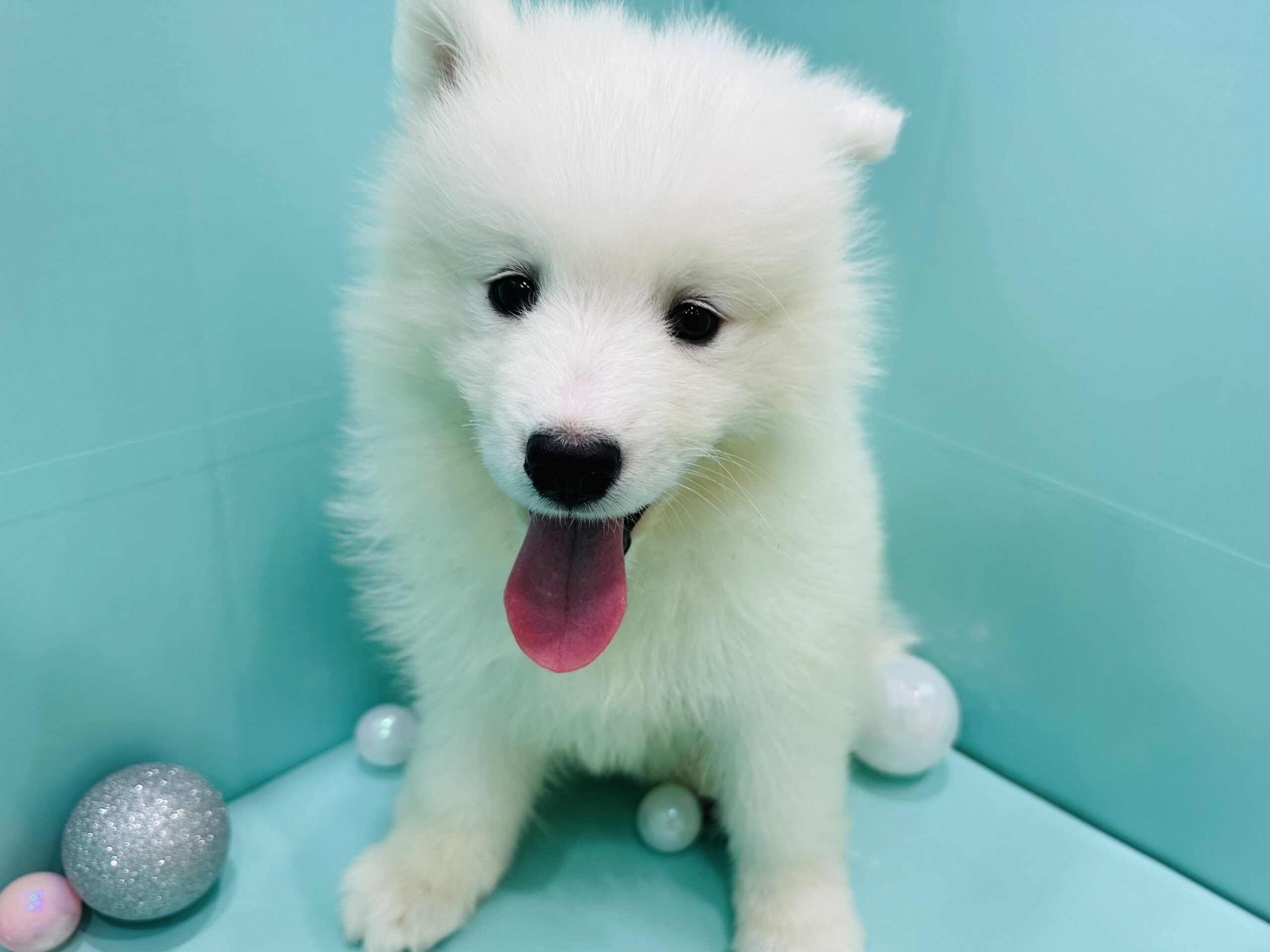 お家が決まりました(^^)/