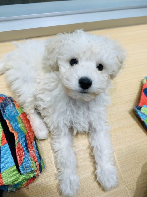 おすすめ犬交代しました！