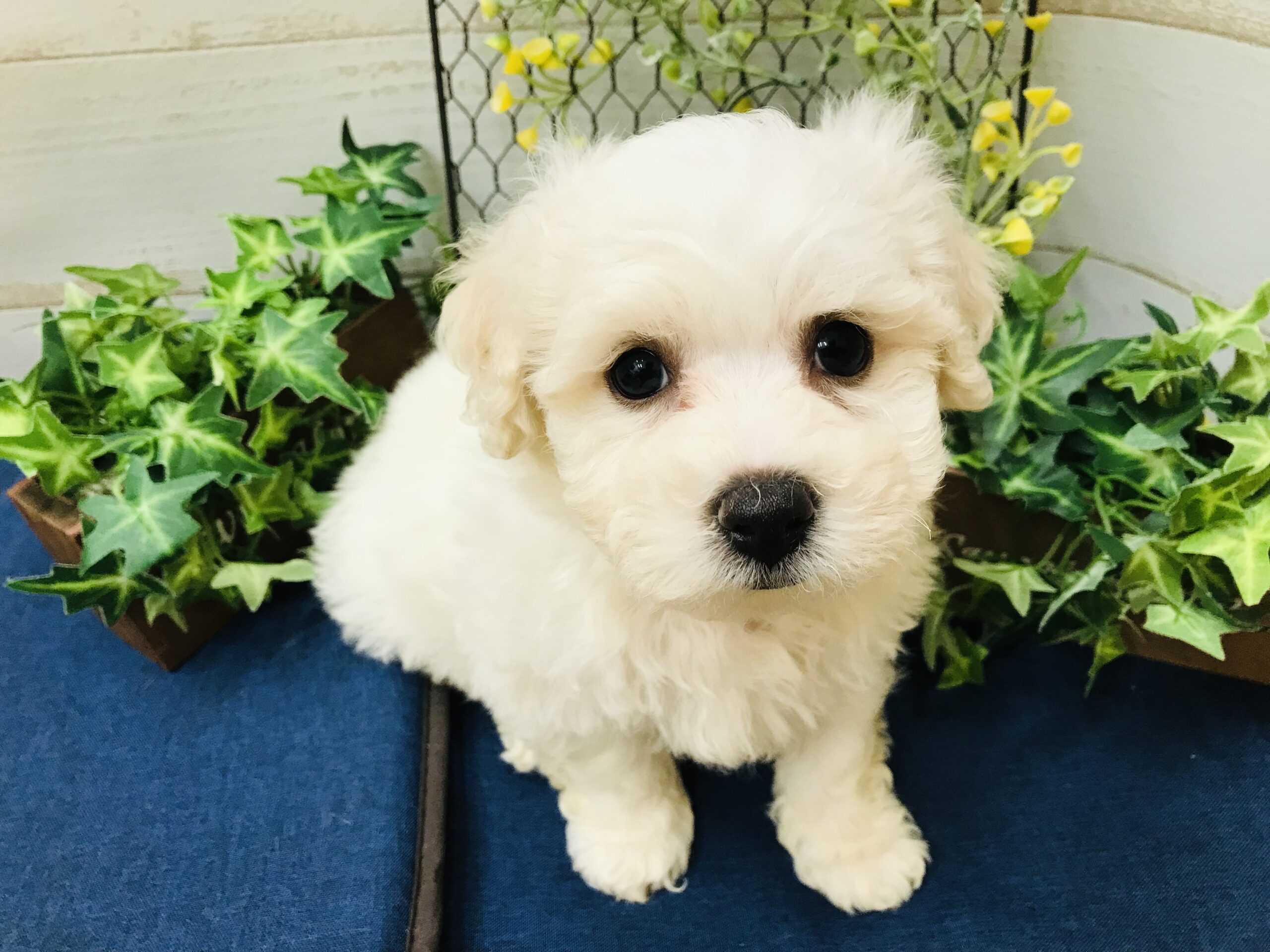 🐾おnew🐾