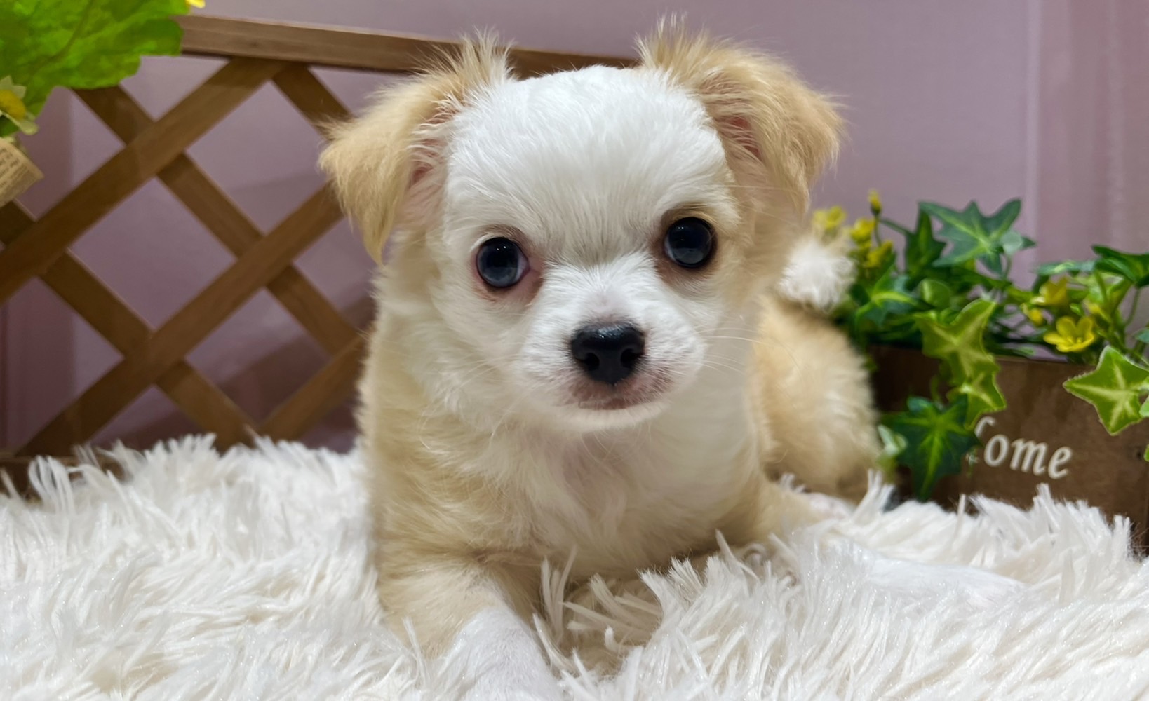 ✨🐶NEW FACE🐱✨