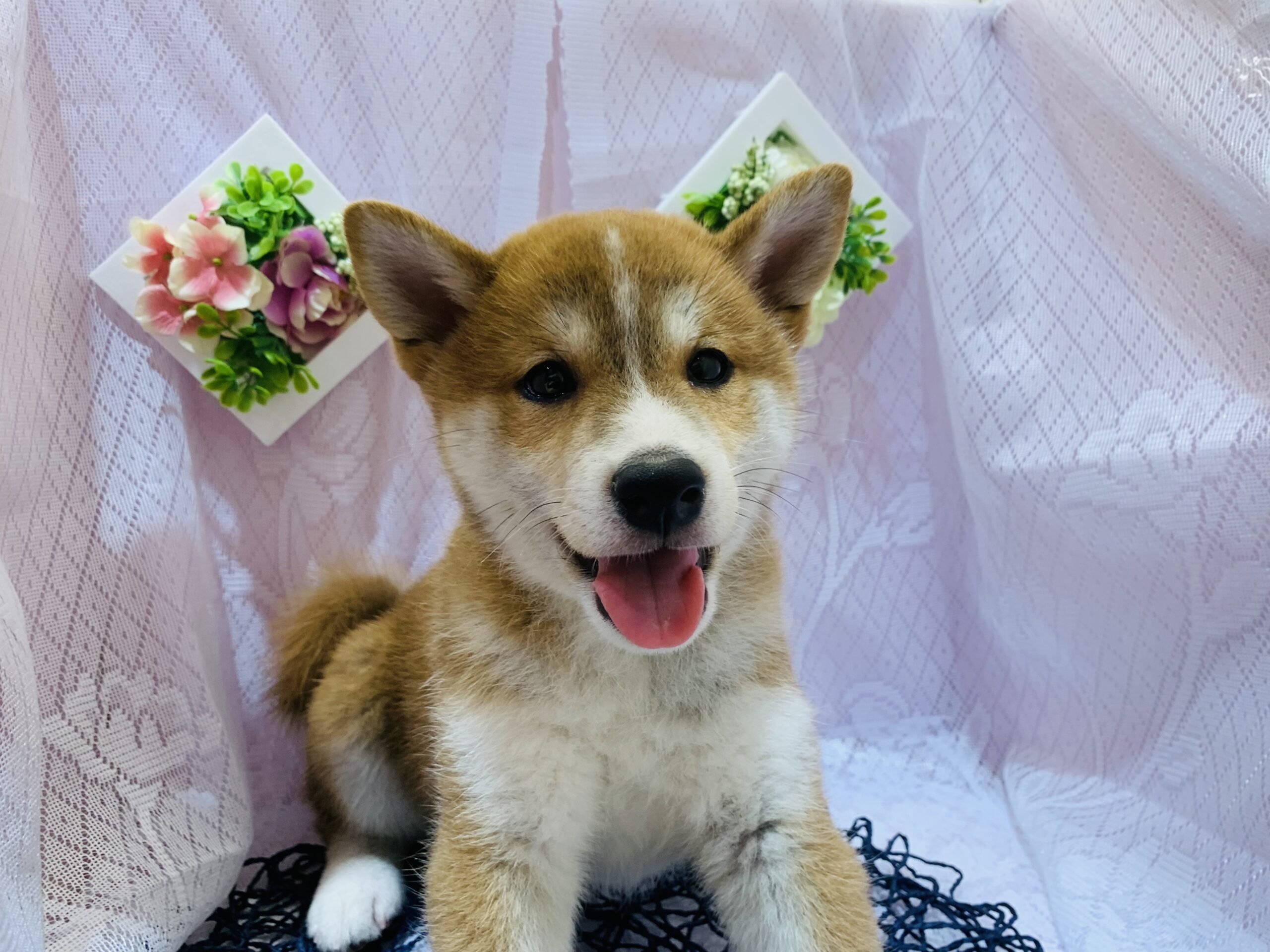 おすすめ犬交代しました！！