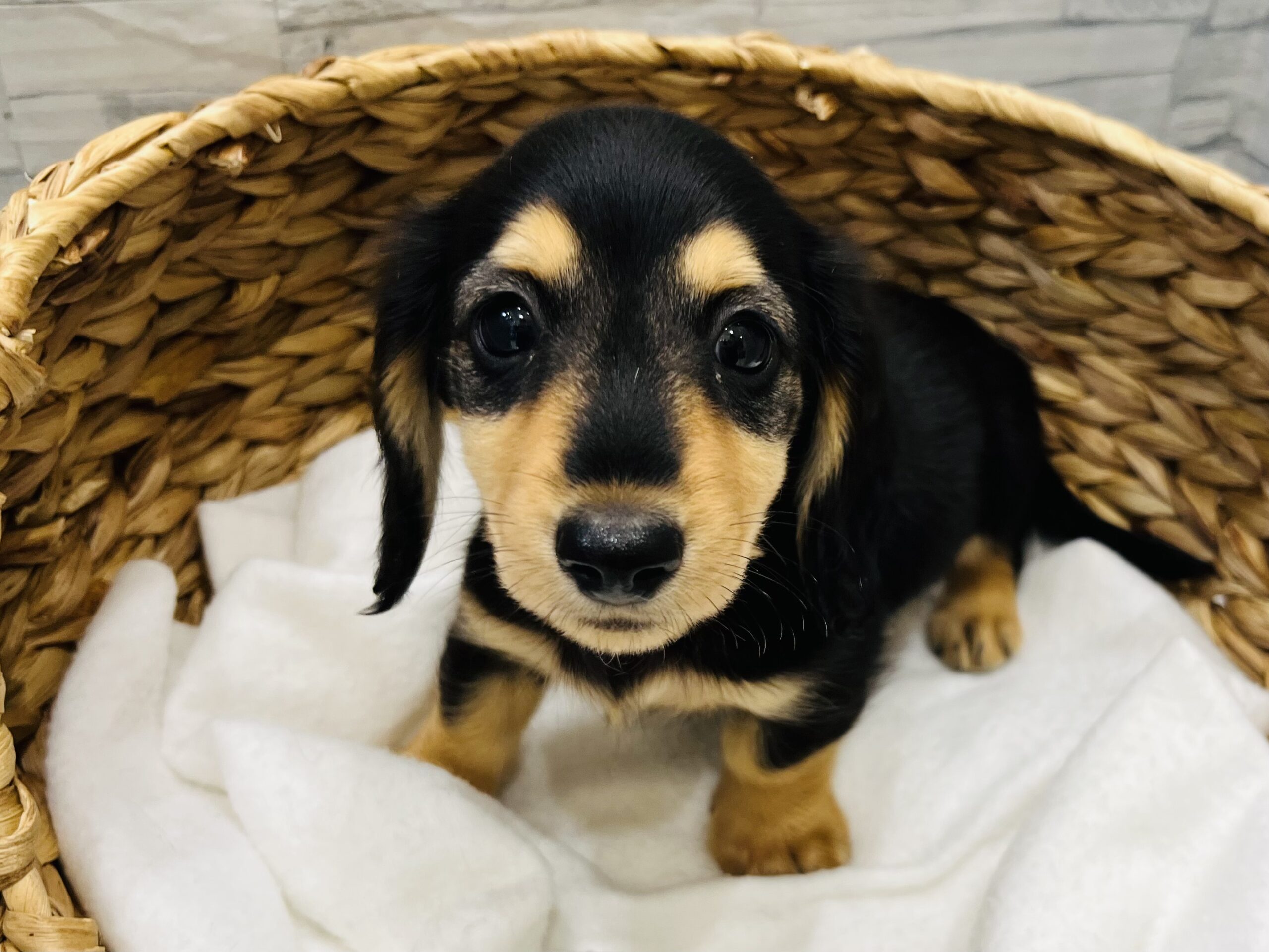 ☆☆おすすめ犬に任命☆☆