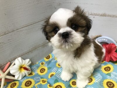 ワンちゃんのご紹介(^_-)-☆