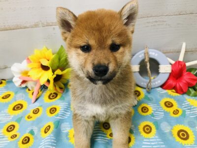 お家が決まりました☆