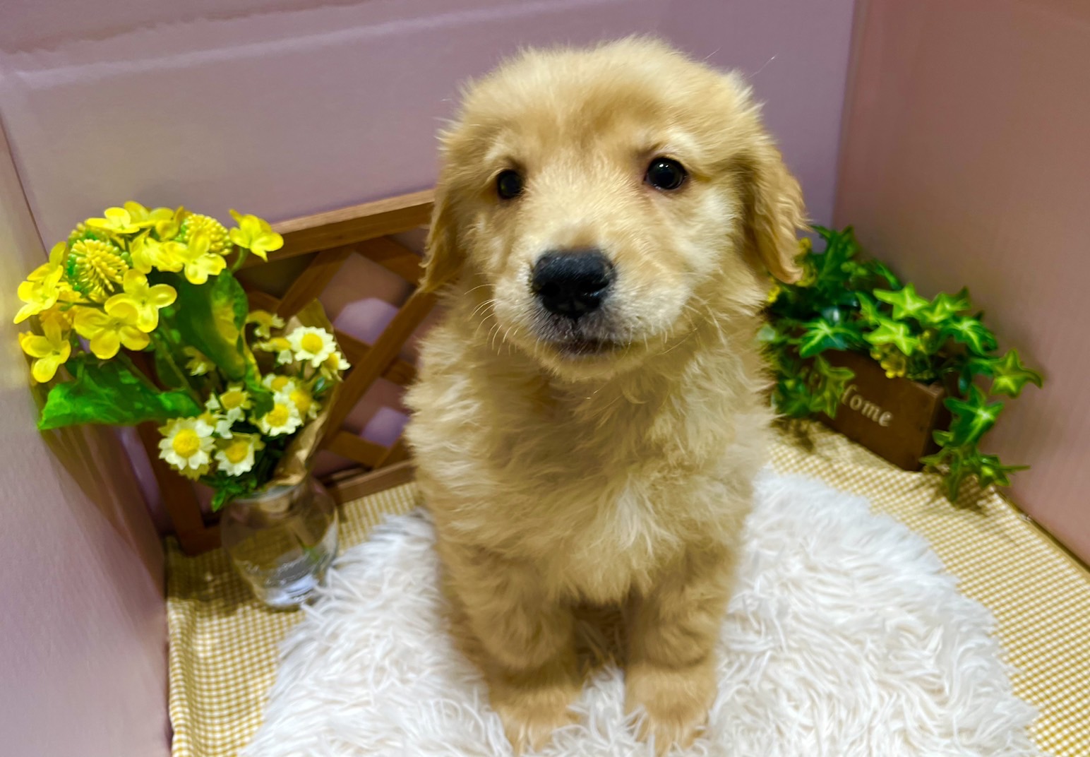 ✨🐶NEW FACE🐱✨