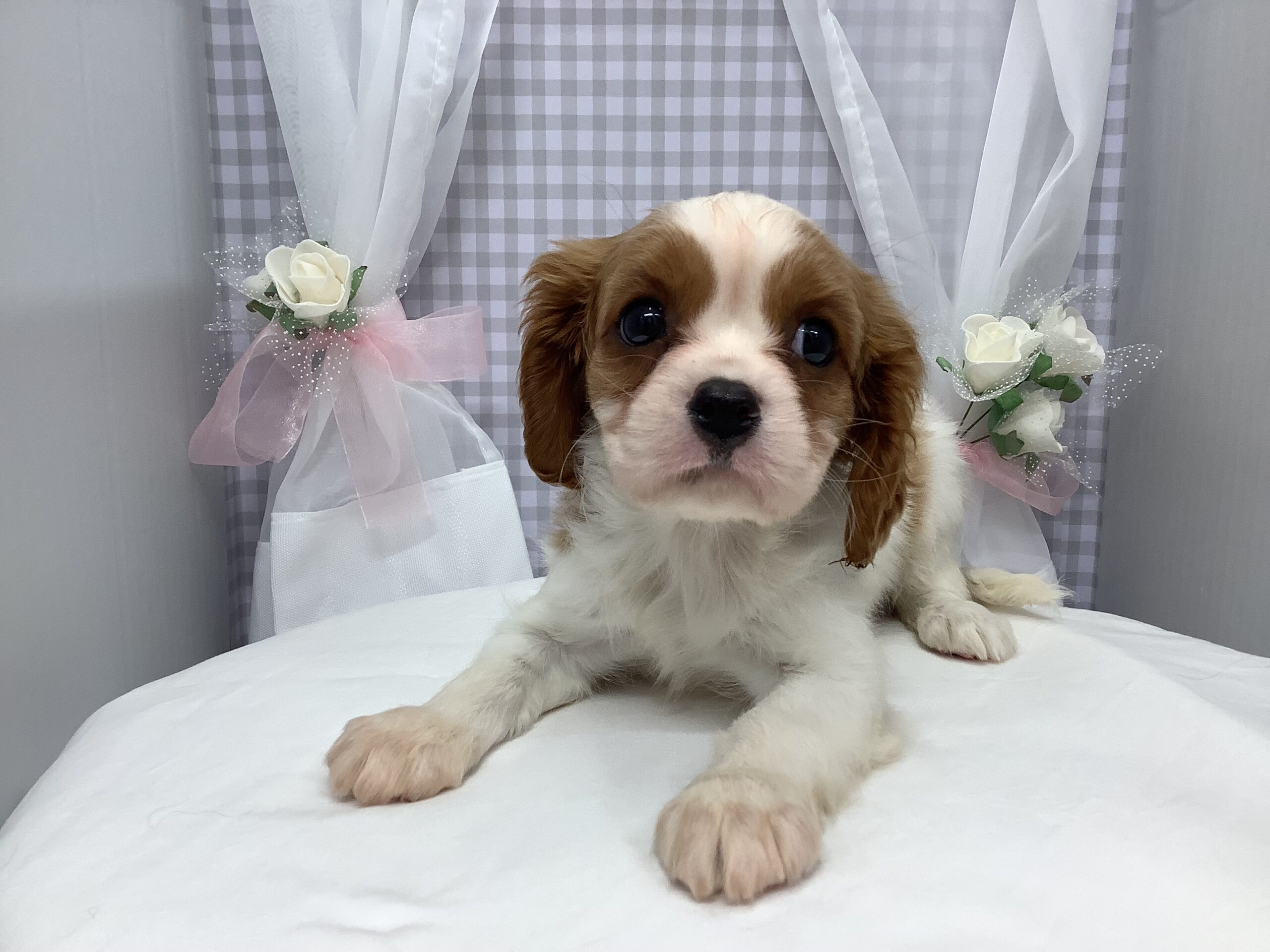 オススメ犬紹介★