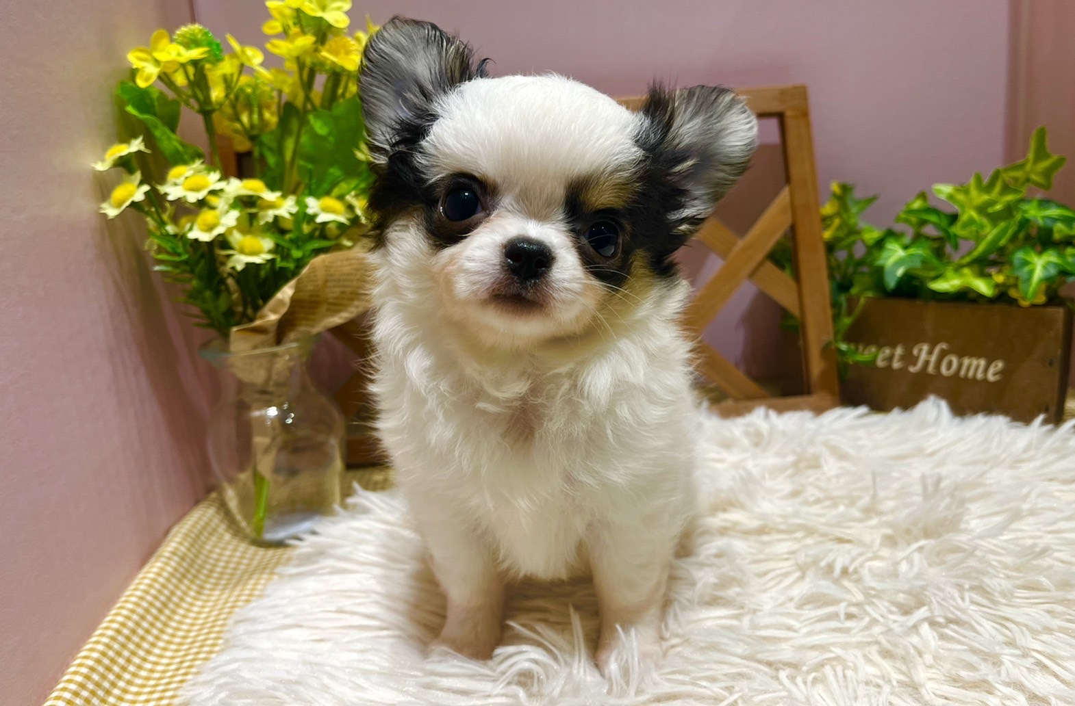 ✨🐶NEW FACE🐱✨