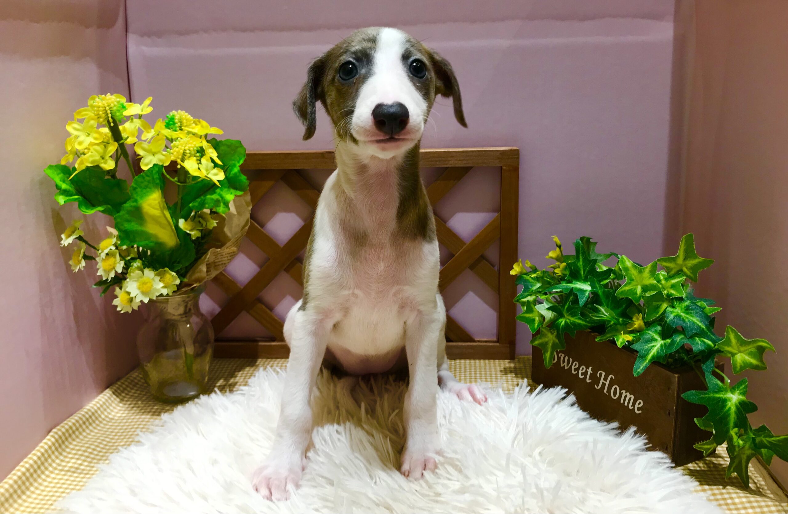 ✨🐶おすすめ犬バトンタッチ🐱✨