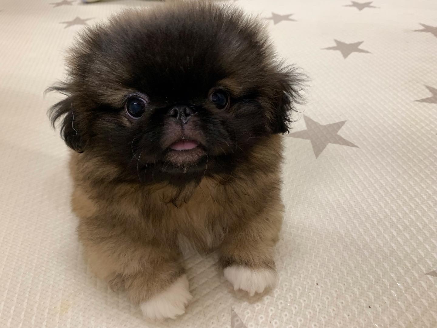 ★オススメ犬のぺーちゃん★