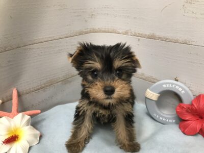 ☆New☆おすすめ犬☆