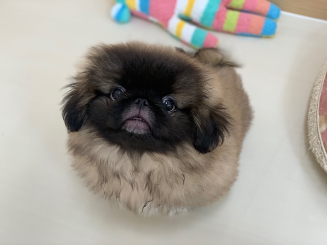 ★最近のぺいちゃん♪★