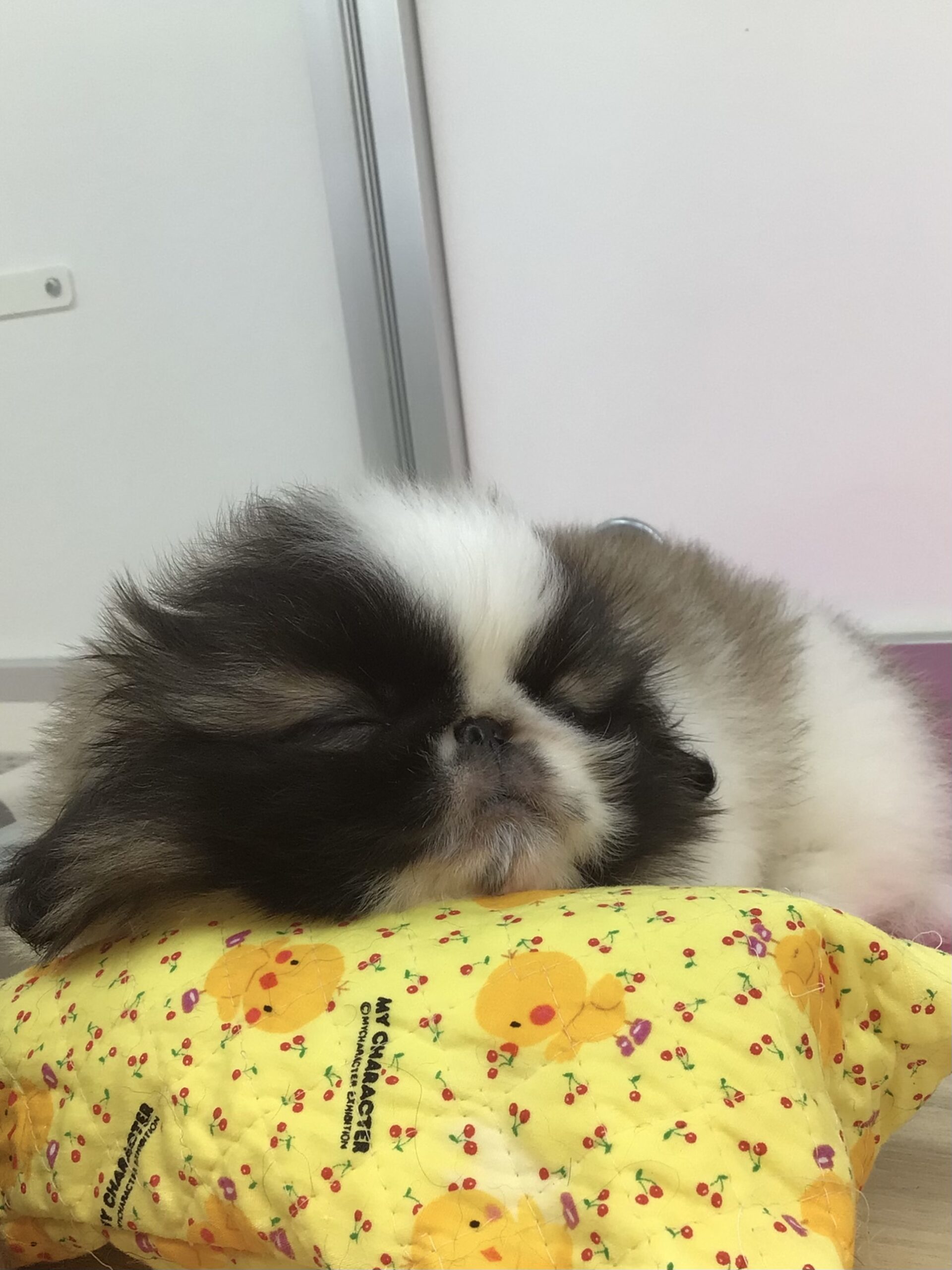 ☆おすすめ犬任命☆