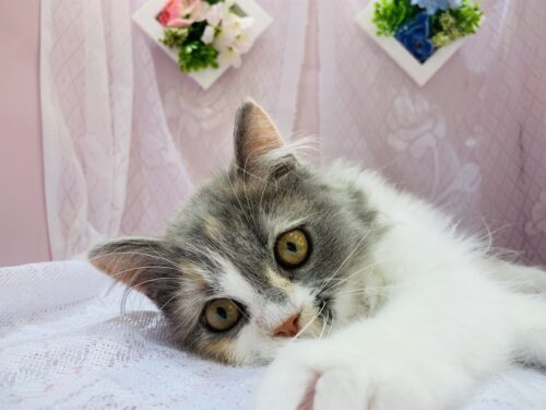 ＮＥＷ　ＦＡＣＥ！！