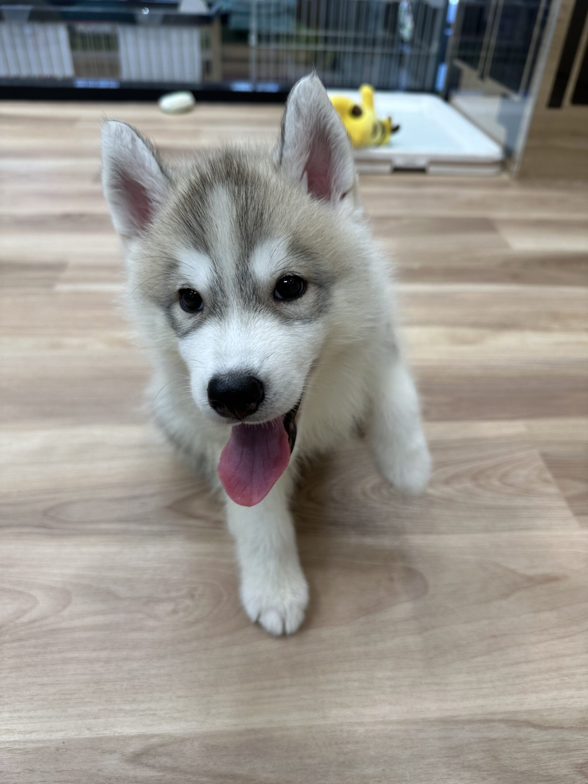 アリオ店おすすめ犬バトンタッチ💛