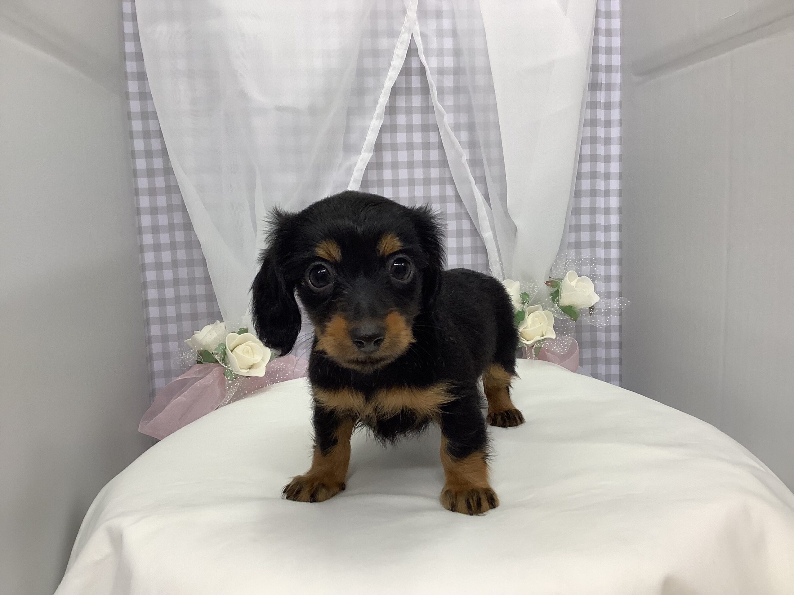 オススメ犬バトンタッチ(‘ω’)ノ