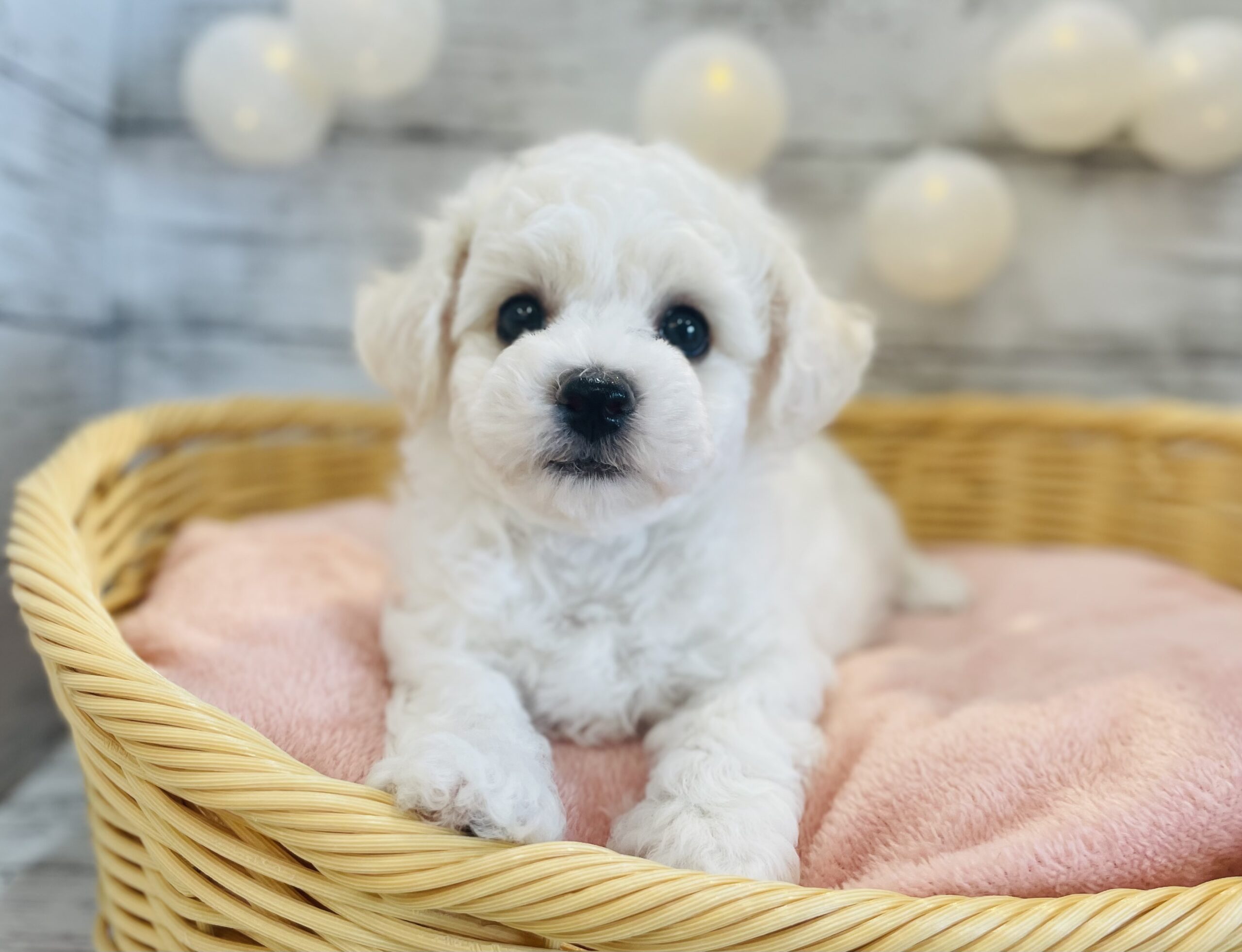 ☆平岡店おすすめ犬☆