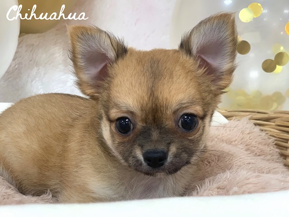 ★NEW FACE!!チワワくん★